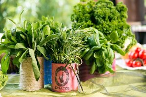 Kitchen herbs in tin cans covered in coloured paper or string