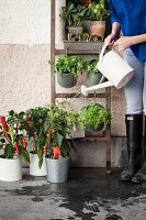 Woman watering potted vegetable plants on floor and hung from ladder