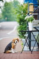 Tischchen mit Blumenvase auf Bürgersteig davor angeleinter, wartender Hund