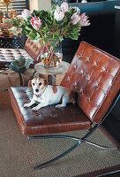 Brown leather armchair with dog and flower vase