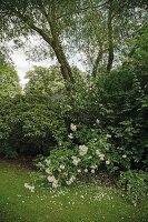 Weiß blühende Strauchrose 'Schneewittchen' im Garten