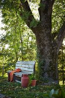 Einfache Holzbank und alte, rot gestrichene Milchkanne vor mächtigem Eschenstamm