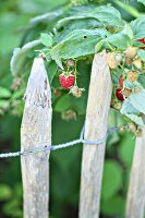 Raspberries growing next to wooden fence in cottage garden