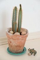 Cactus and pebbles in vintage terracotta pot and elephant figurine on floor
