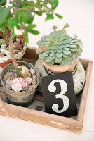 Potted succulents and numbered sign on vintage wooden tray