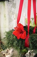 An roten Bändern hängender Adventskranz mit Zierspargel und Amaryllisblüte