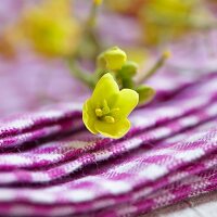 Yellow perennial wall-rocket flowers (diplotaxis tenuifolia)