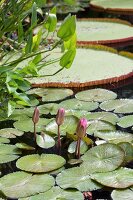 Water lily buds in pond
