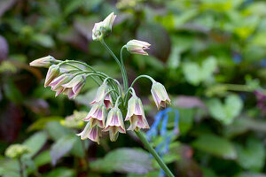 Nahaufnahme einer blühenden Allium siculum im Garten