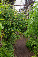 Natural garden path with climbing plants and ferns