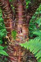 Tree with peeling bark and fern