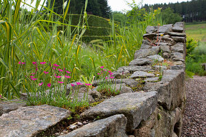 Steinmauer mit blühenden Wildblumen im ländlichen Garten