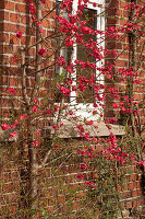 Brick house with flowering ornamental quince (Chaenomeles)