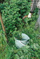 Produce stinging nettle broth, cut stinging nettle