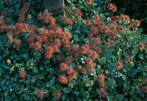 Acaena novae zelandiae