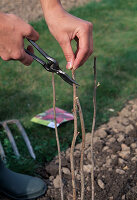 Planting a raspberry bush - Shorten shoots until they are healthy