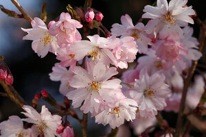 Blühende Prunus subhirtella 'Autumnalis' (Winterkirsche)