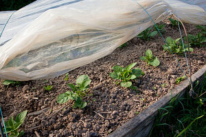 Grow early potatoes (Solanum tuberosum) in the morning bed tunnel