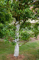 Lime paint on pear tree protects the trunk from frost cracks and pests