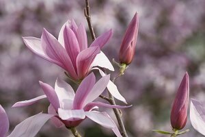 Magnolia liliiflora (Purple Magnolia)