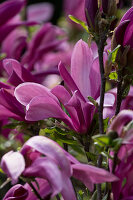 Magnolia liliiflora 'Susan' (Purple Magnolia)