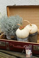 Ornamental squashes and silverbush in grey pot in old suitcase