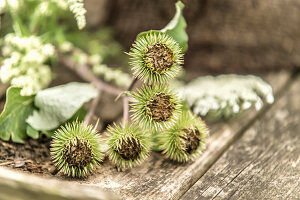 Greater burdock seed heads on rustic wooden table