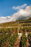 Chamoson vineyard in front of mountain massif in Swiss canton of Valais