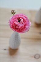 Pink ranunculus in vase