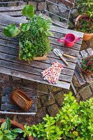 Verschiedene Heil- und Küchenkräuter und Gartenwerkzeuge auf Gartentisch