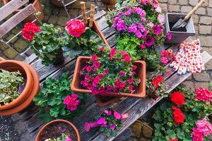 Verschiedene Frühlings- und Sommerblumen, Gartenwerkzeuge auf Gartentisch