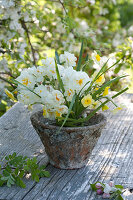 Small bouquet of Narcissus 'Bridal Crown', 'Sun Disc'