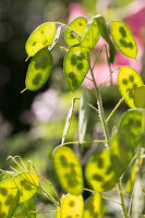 Seed heads of annual honesty (close-up)