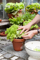 Hands picking leaves from various types of lettuce in terracotta pots