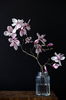 Sprig of flowering magnolia in jar of water