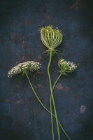 Stems of Queen Anne's lace on dark surface