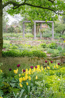 Blühende Tulpen und Pergola im Garten (Kreislehrgarten, Steinfurt, Deutschland)