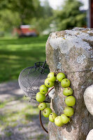 Wreath of wild apples on an old mossy gatepost