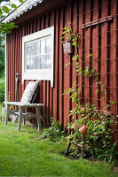 Painted garden bench with cushions and chair legs as support for clematis in front of tool shed
