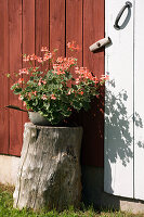 Vintage metal bowl with geraniums on old chopping block