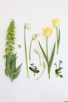 Persian lily 'Ivory bells', spring snowflakes, tulips, grape hyacinths, spring snowflakes and forget-me-nots