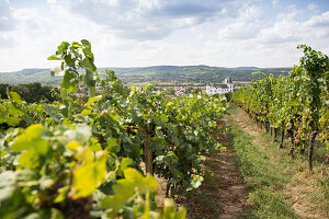 A vineyard with a view of Schloss Berg in Nennig, Perl, Saarland, Germany