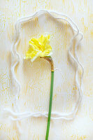 Narzissenblüte im stilisierten Rahmen (Narcissus Cassata)