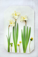 Weiß blühende Narzissen (Narcissus Cassata) und Winterlinge (Eranthis hyemalis 'Cilicica')