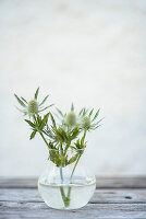 Thistle flowers in a glass vase