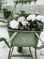 White hydrangeas in a wheelbarrow