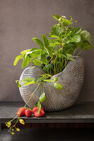 Strawberry plant in ceramic nautilus shell