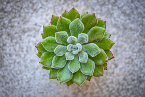 Echeveria 'Doris Taylor'