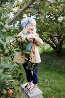 Barefoot girl standing on ladder next to apple tree in garden