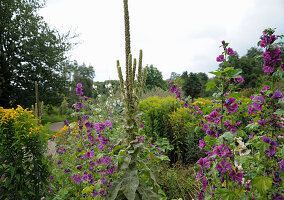 Sensory garden in Papendorf, Germany: mallow, mullein and goldenrod